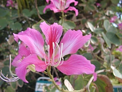 Jamaica06 (65)